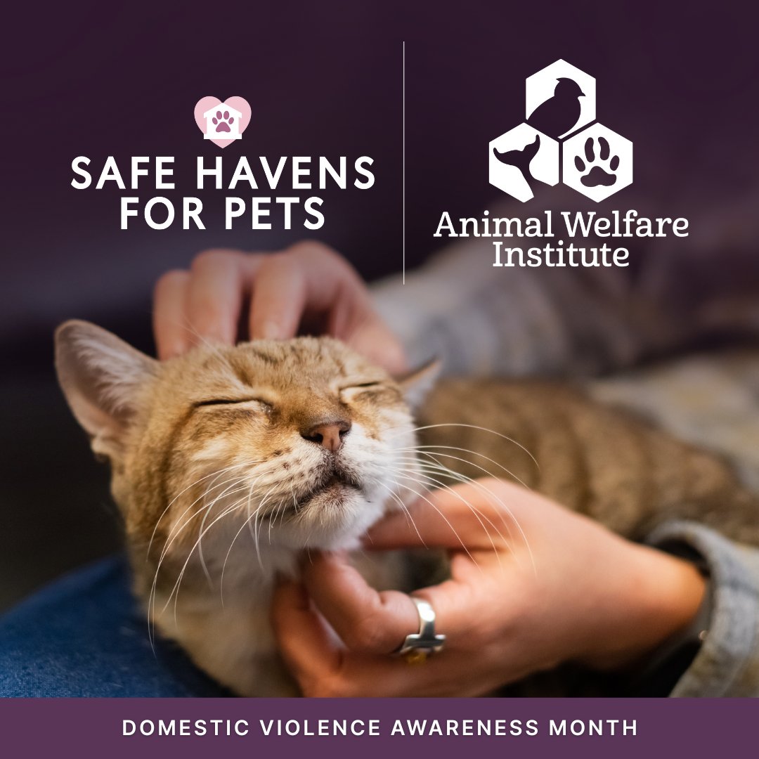 AWIOnline's tweet photo. October is #DVAwarenessMonth, and we are calling attention to the tragic impact of domestic violence on people & pets.
It’s why we founded @safehavens4pets, a national directory connecting those facing DV & homelessness w/ pet sheltering resources—because pets are family, too. https://t.co/1FMtaRpQAD