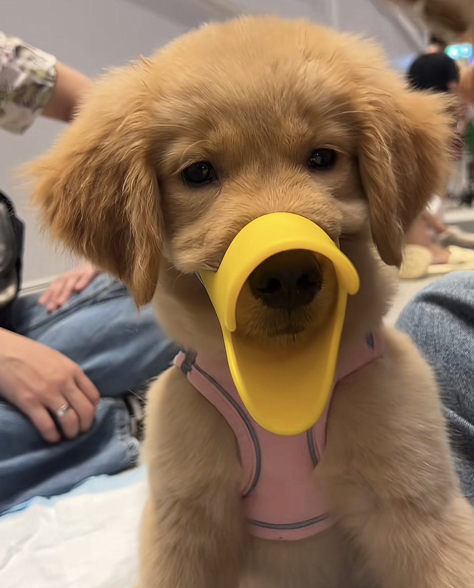 ม๋าเป่ดหนิ 🐶 , ♡