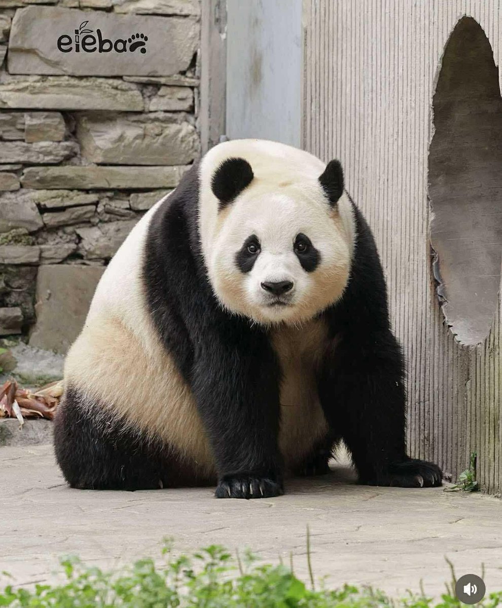 Too fluffy and chubby 😱