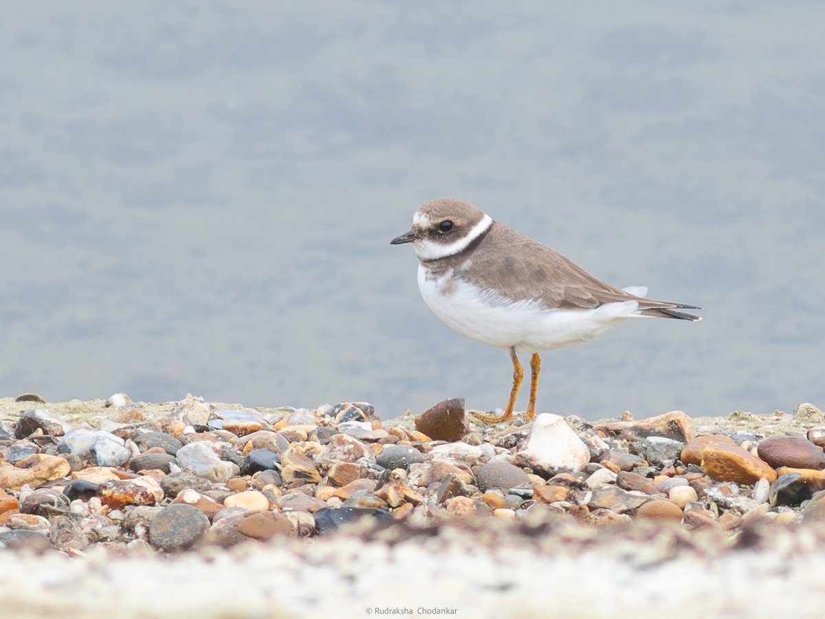 Grey Plover, Dunlin, Ring Plover at Staines Reservoirs today morning. More images in the <a href="/Team_eBird/">eBird</a> checklist - ebird.org/checklist/S276…

<a href="/SurreyBirdNews/">SurreyBirdClubNews</a> #londonbirds