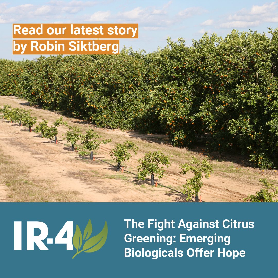 IR4_Project's tweet image. As citrus greening (aka HLB) continues to devastate the citrus industry in Florida and beyond, IR-4 and stakeholders seek fresh solutions in emerging technologies. Read our latest story by Robin SIktberg:

ncst.at/ARws50X53Oe

#ir4project