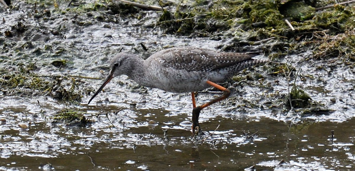 The Spotted Redshank is still showing well at times in the corner of Marsworth near the canal in the Bucks section of the reservoir. Seen today in the afternoon <a href="/bucksalert/">Bucks Bird Alert</a>