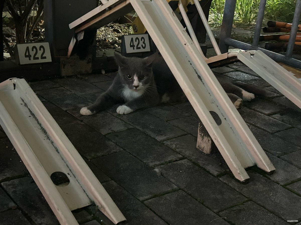 imazin3380's tweet image. 名古屋に行ったら久しぶりに野良猫ちゃんに遭遇しました🐈‍⬛(⌒-⌒; )

#cats #地域猫 #野良猫 #猫 #ねこ #名古屋