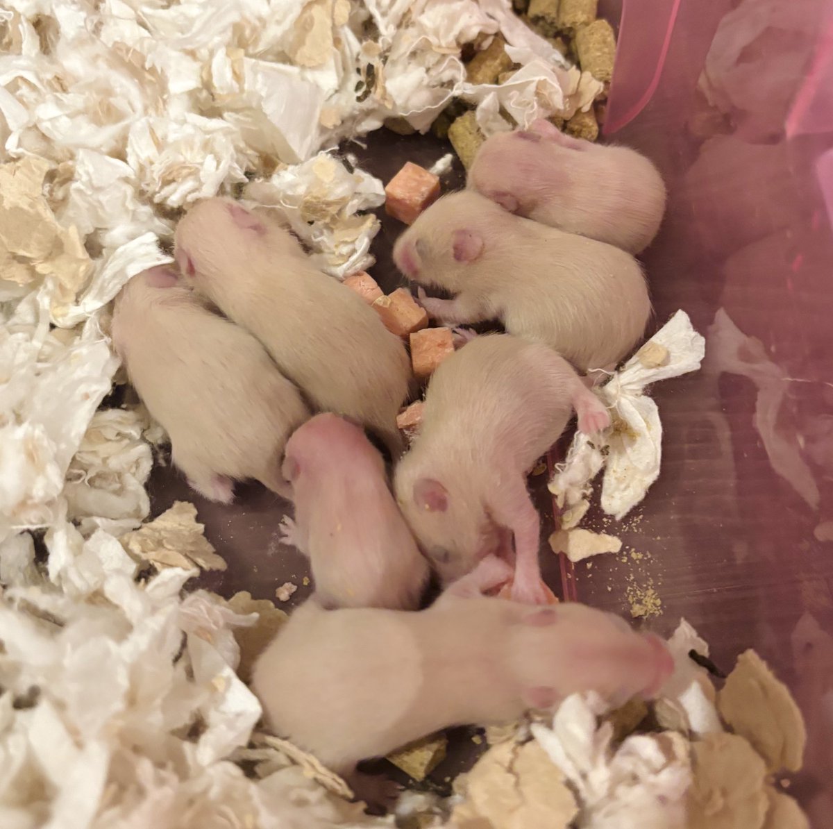 帰ってきたら
ハムスターの子供急成長してる🐹❕

純粋で素直な動物達と関わってると
気持ちがリセットされるなあ✨

例えヘンテコな人と絡んだり
ヘンな言葉を聞いても
この子達がいるからって
思わせてくれる🥺🤍

メイドカフェのメイドさん達も
そういう存在🥰

癒しと待っててくれてありがと🥰