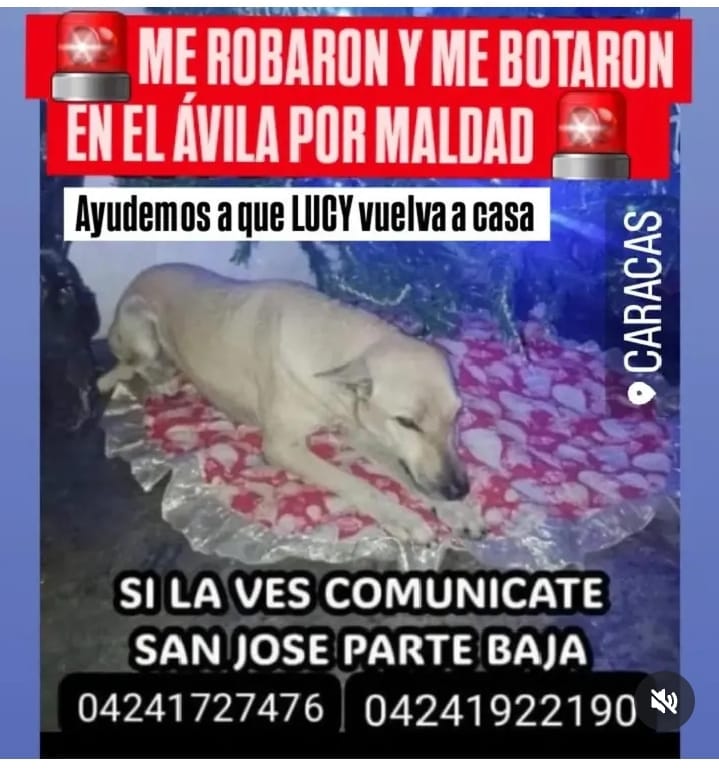 Se busca a Lucy RP <a href="/RamsesVazBlanco/">@RamsesVaz64</a>: Reenviado. Gracias. 🙏🐾🐶💔😔