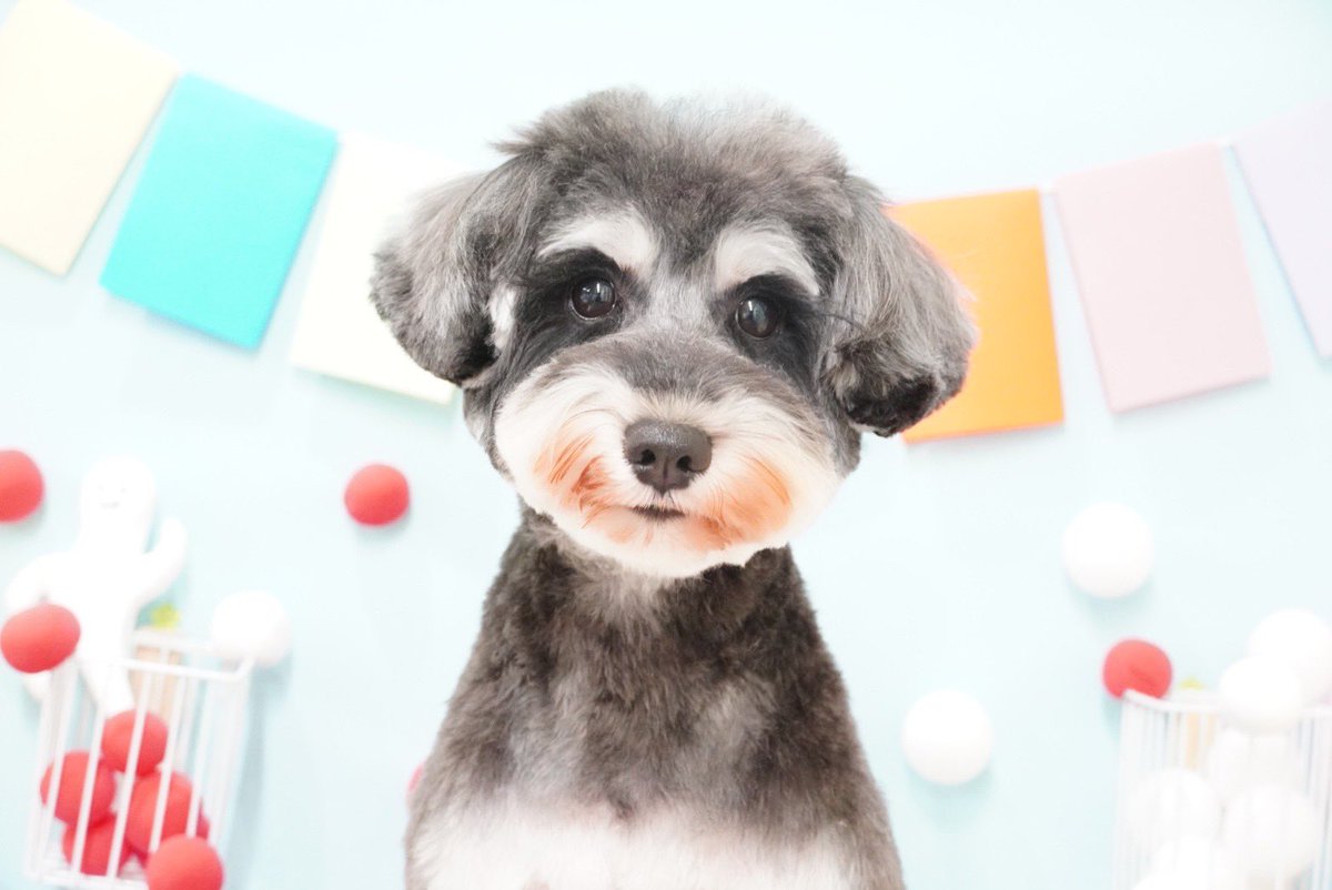 愛犬パトラがトリミングに行き一段と可愛くなって帰ってきました‼️

#ミニチュアシュナウザー
#トリミング
#山崎銀之丞