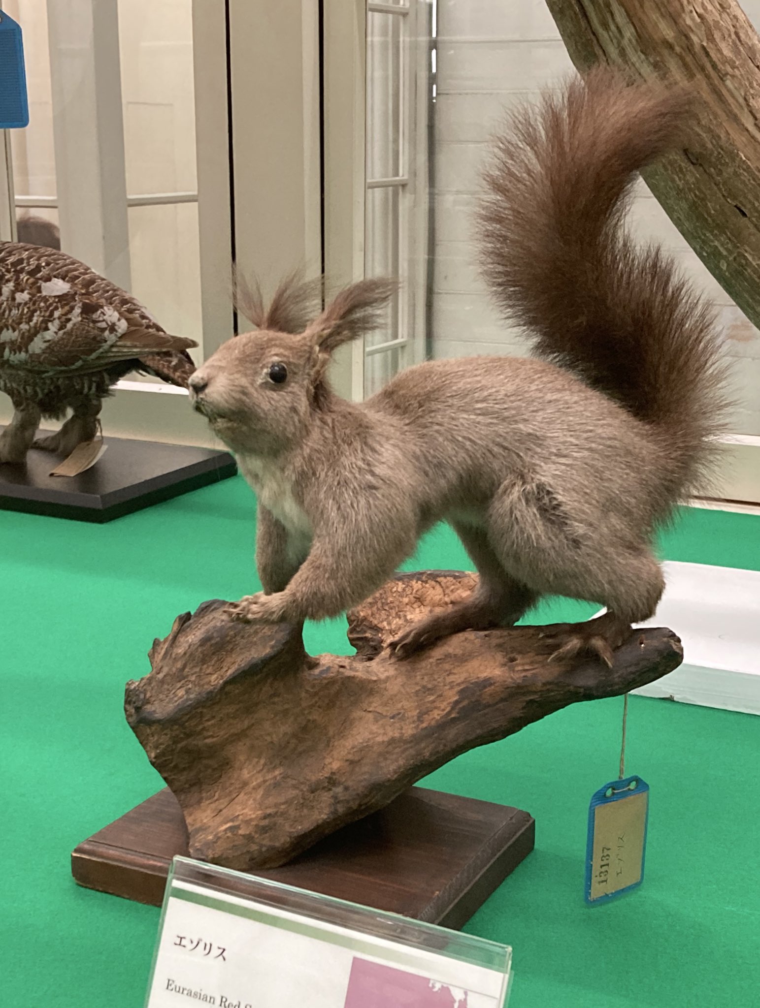 剥製 リス 本物 動物 剥製 本物 リス - メルカリ
