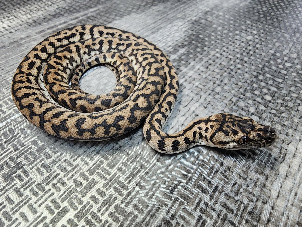 CarpetSP777's tweet image. [自家繁殖個体]
Zebra Jaguar Het Axanthic
ゼブラジャガーhetアザン　激シブ★
とんぶり市に連れて行きます🐍
よろしくお願いします🙇‍♀️

#carpetpython
#カーペットパイソン
#burikura