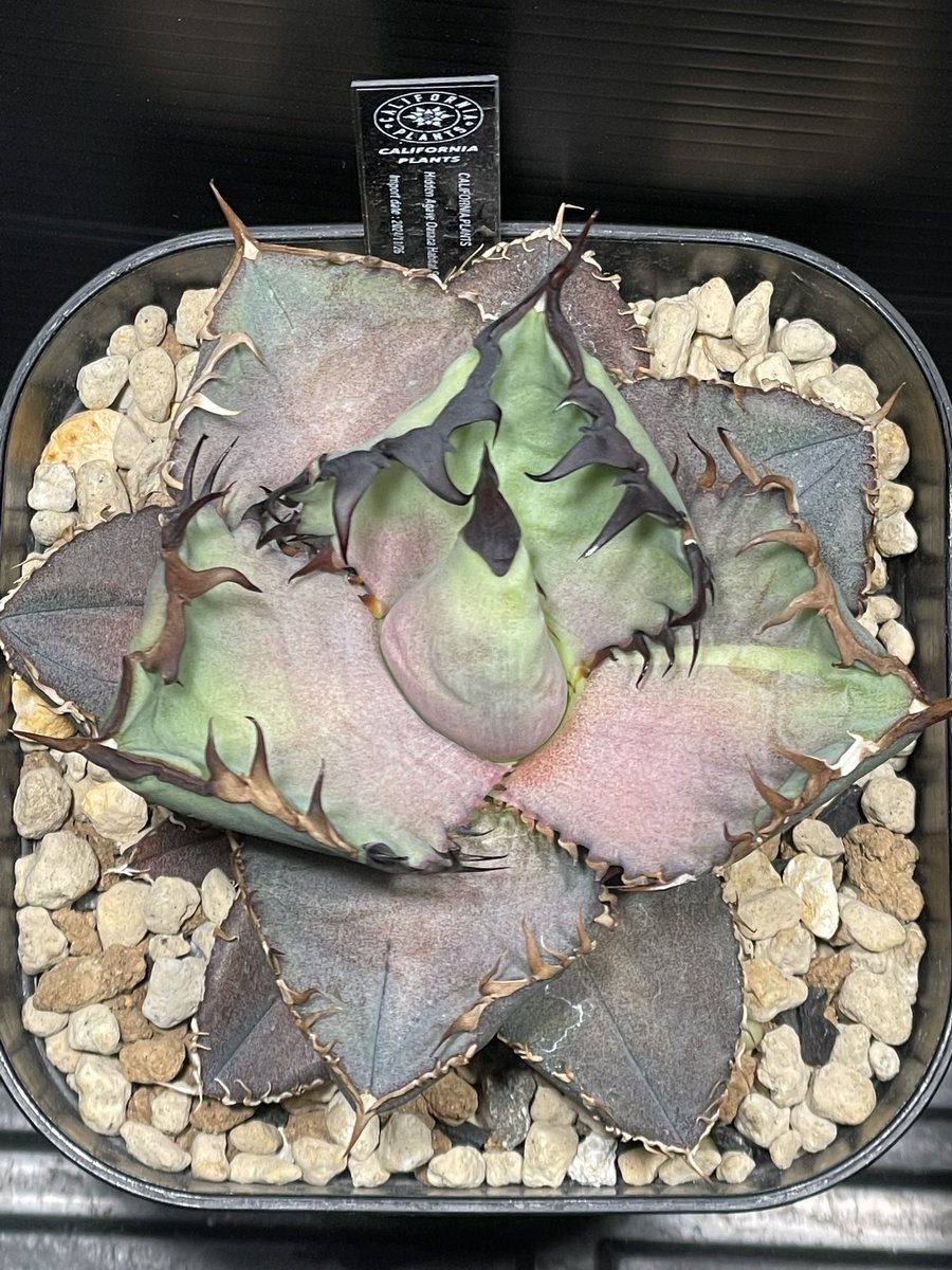 HEAVEN SENT tweet media