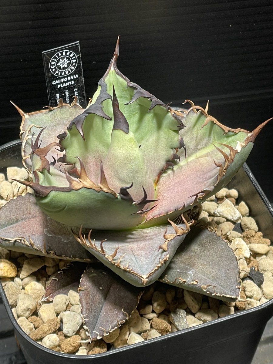 HEAVEN SENT tweet media