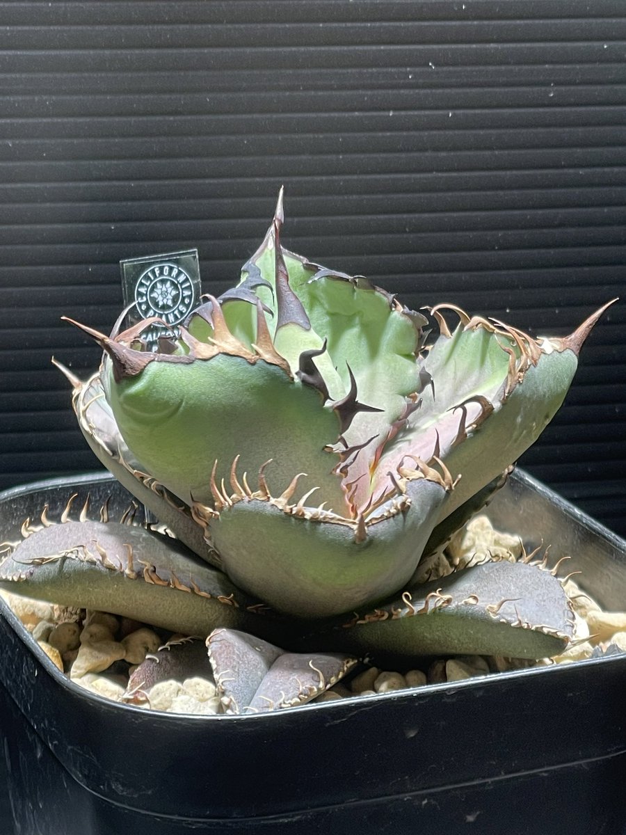 HEAVEN SENT tweet media