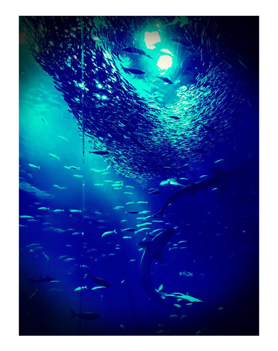 nit_chusitu's tweet photo. 前年度作品紹介②
写真の部　タイトル「ブループラネット」
スマホで撮影した写真です！

思い出の景色も素晴らしい作品になりますのでぜひご応募ください！

↓応募、募集要項の確認はこちらのURLからお願いします↓
https://t.co/Z1NznXIOHP

※秀麗展の作品応募は本学関係者のみとなっております。 https://t.co/wRfJzleS9w