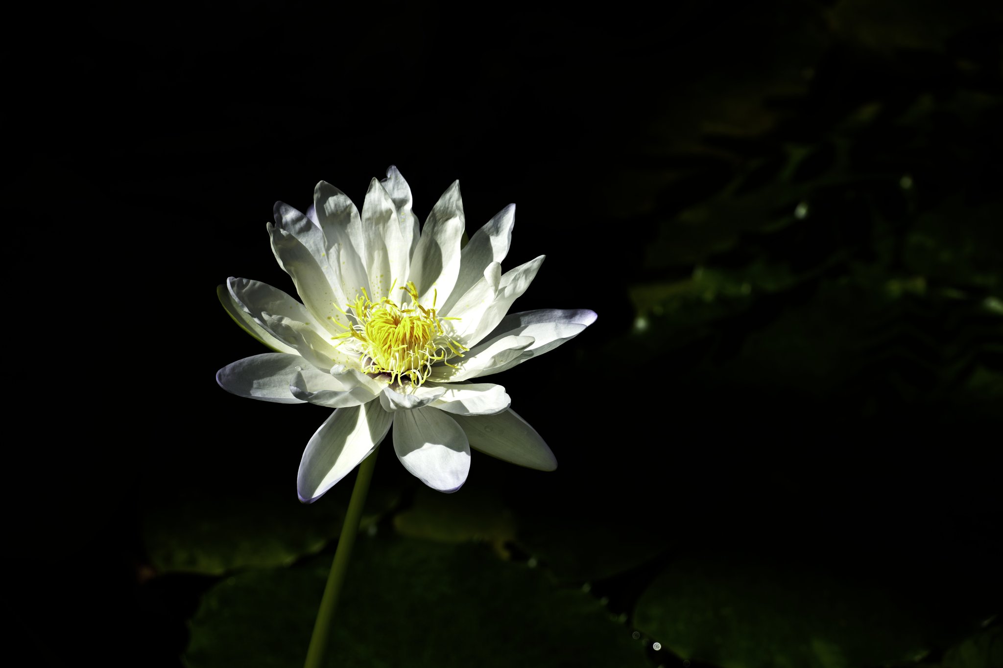 蓮花 楽天市場】花水木（ハナミズキ） 白花 クラウドナイン 5.5号