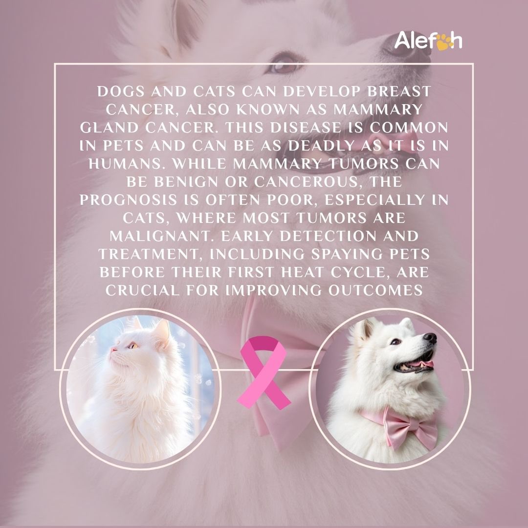 alefah_sa's tweet photo. #BreastCancerAwarenes
#mammaryglandcancer https://t.co/v6i7ayJM7w