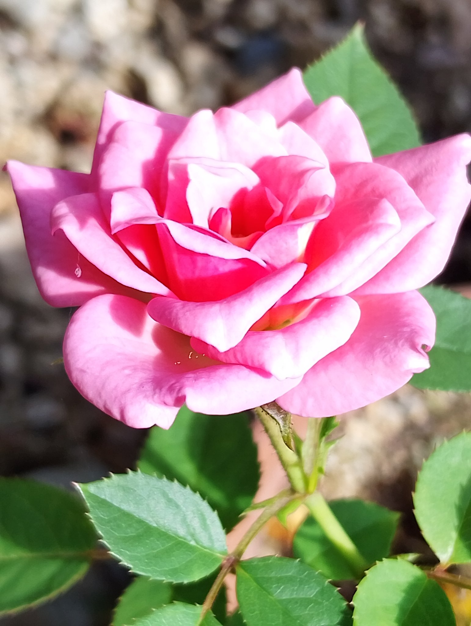花花♡ページ　他の方購入不可 花束 定期便 4回 バラ おまかせ 25本 花 生花 hana ブーケ 薔薇