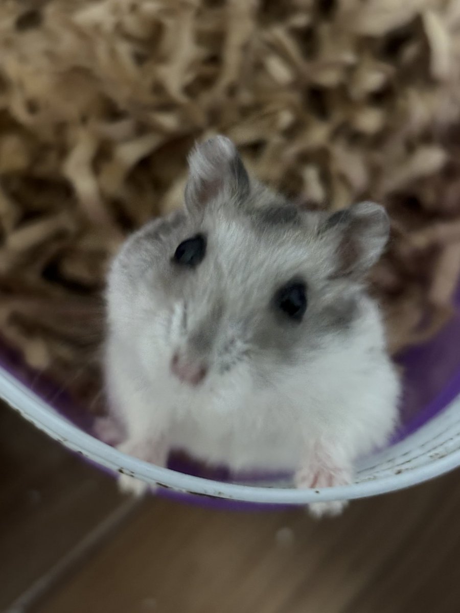 H_weaklyman's tweet photo. うちの可愛い子供たち
むぎちゃんとぴぴーくん🐹 https://t.co/tPCb2KjCSd
