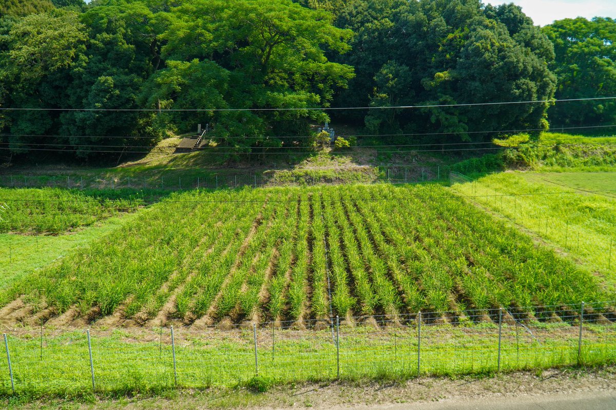 gotoseika's tweet photo. 生姜百景で使用する有機生姜は、自社圃場や契約栽培などを通して毎年大切に育んでいます🫚

昨年は全国的に大不作でしたが、今年はスクスク成長中です🌱 https://t.co/C8KlTlJENy