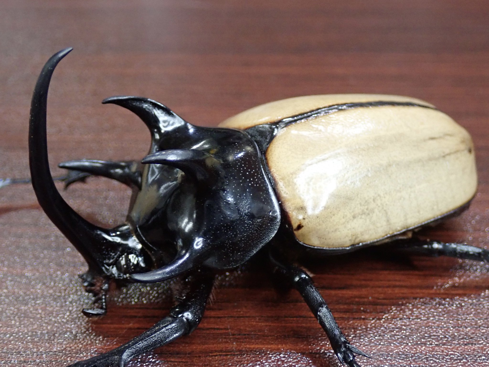 カブト・クワガタ専門店 BEETLE GARDEN on X: 