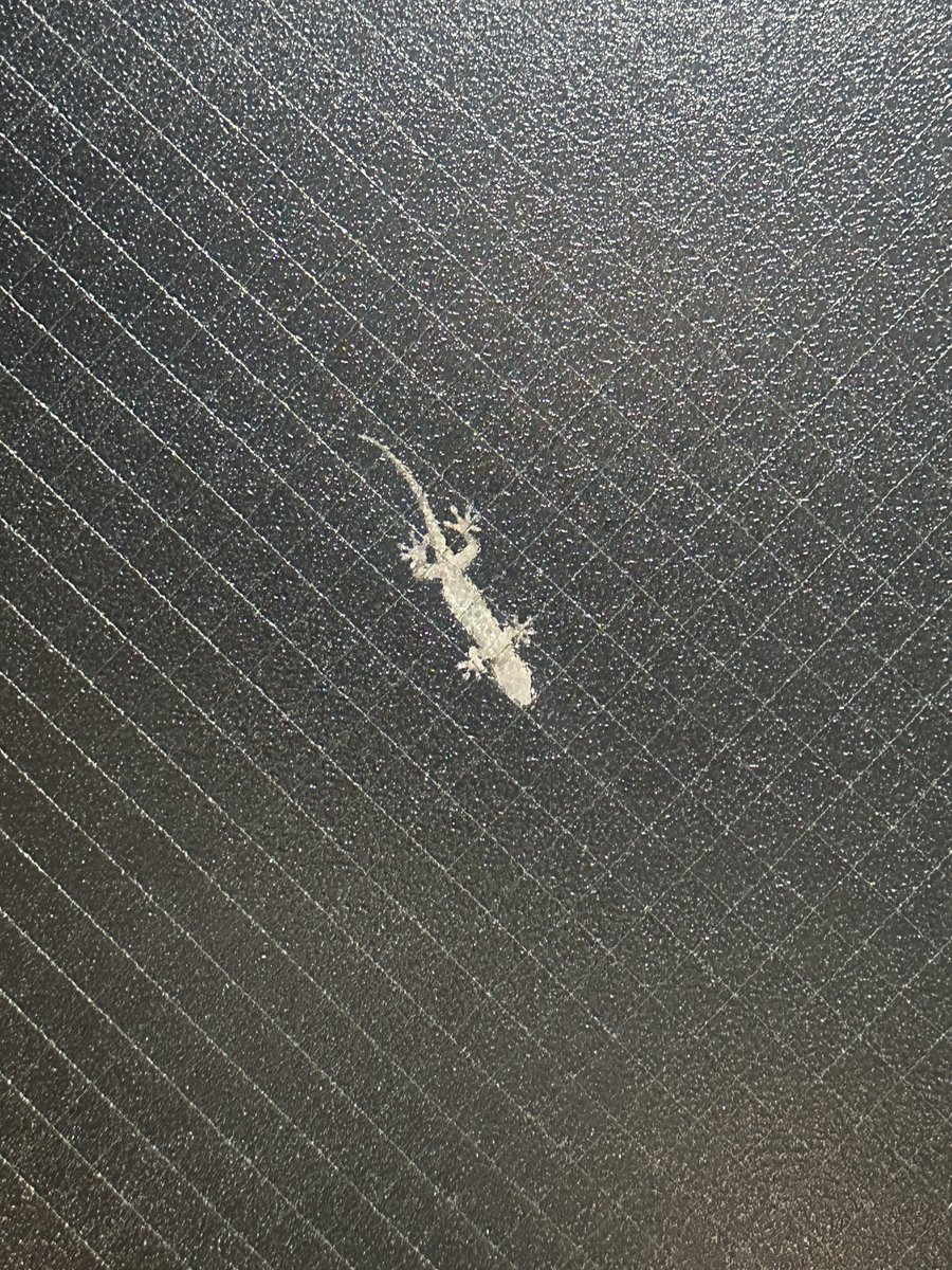menesu_machine's tweet photo. 小さい恐竜発見🦕 https://t.co/DLfASUhthe