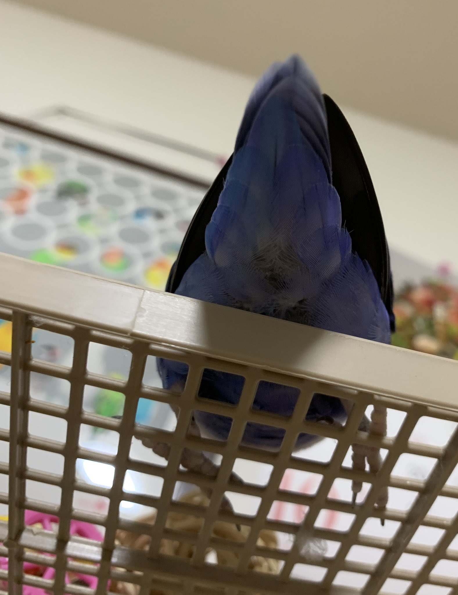 愛用していたインコです 手に乗って頭を押し付けてくるしおり。 ・ #bird #鳥 #小鳥