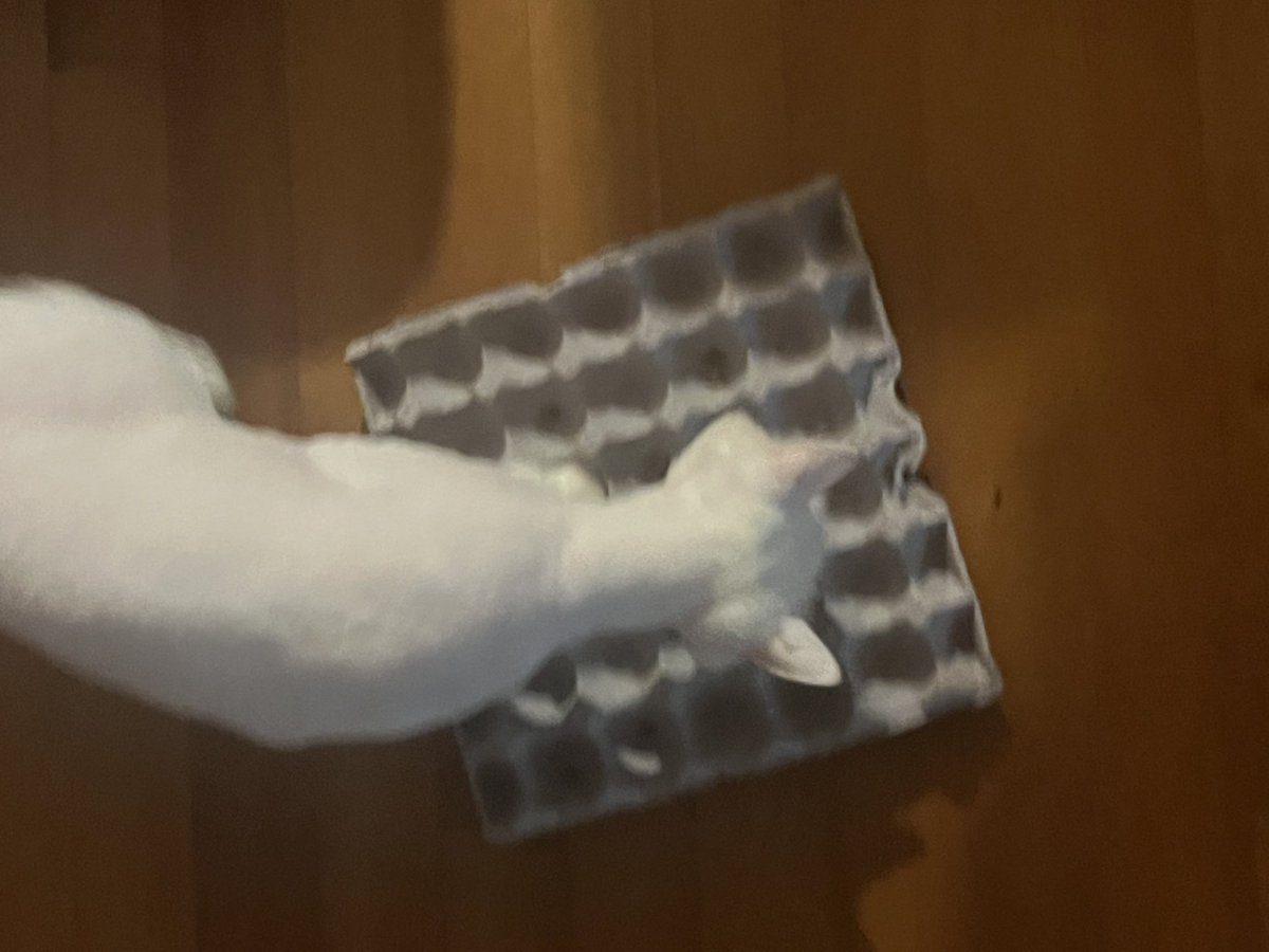 먹이퍼즐 대차게 실패