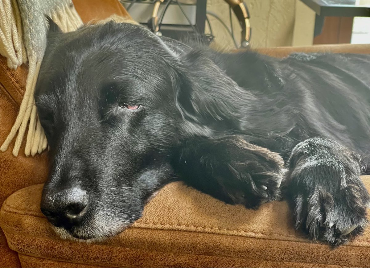 Marco de Kat 🔴⚫️ tweet media