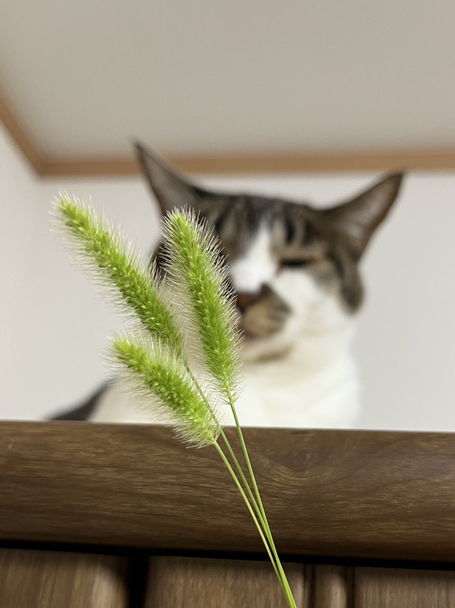 おっと、ホンモノ
#ねこ #猫の顔に猫