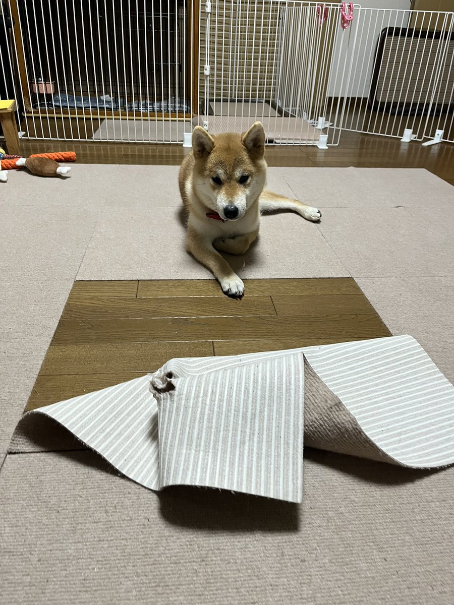 柴犬こめ0歳 (@shibainukome) / X