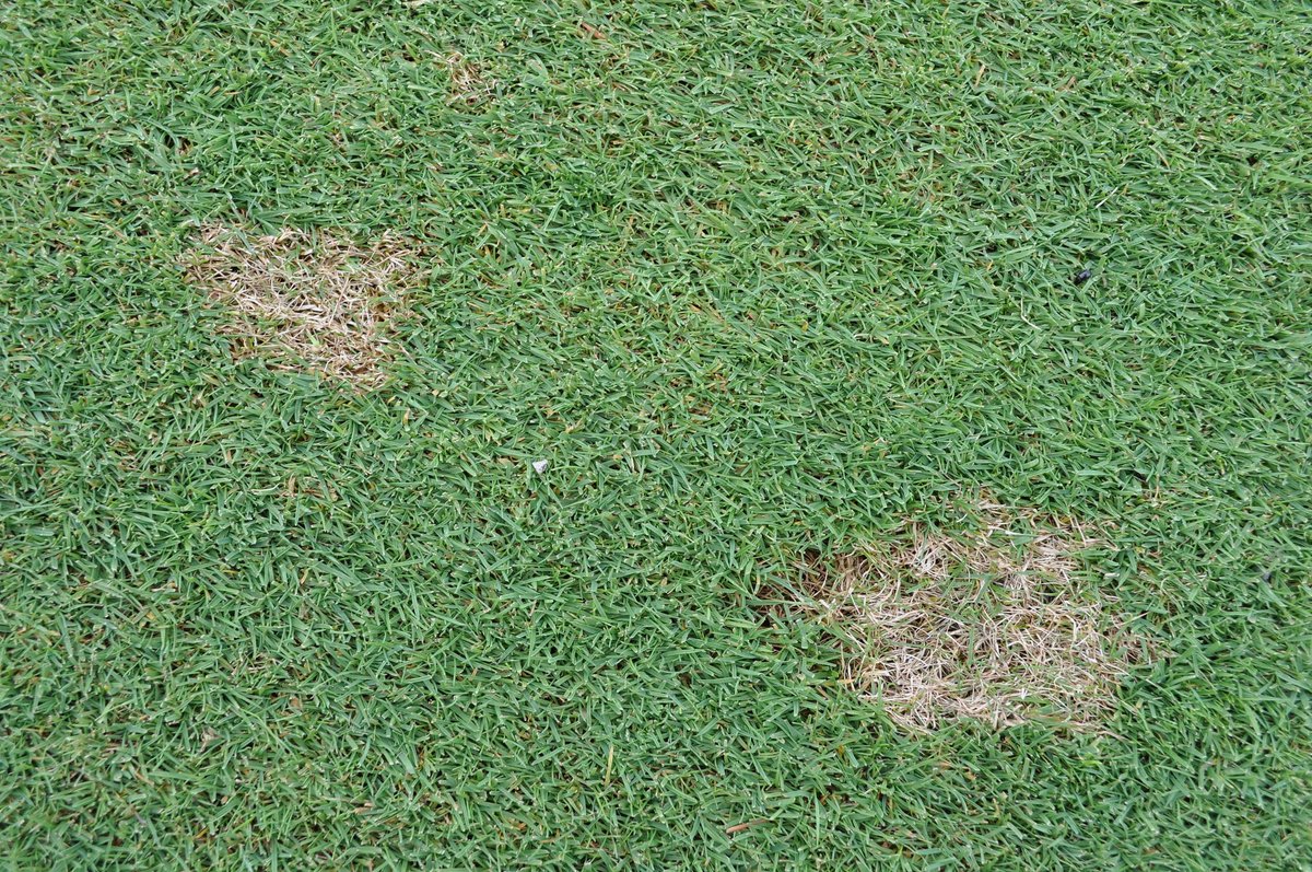 SyngentaTurfCA's tweet photo. 🍂⚠️ Fall Dollar Spot pressure is hitting turf across Canada right now. Don't let late-season disease damage your course. Learn identification tips and management strategies: https://t.co/pNQ8U02E81 https://t.co/BpK5qtL5lJ