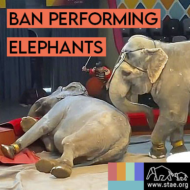 Elephant performances are cruel and should be banned globally. Performing elephants are beaten, starved and abused on a daily basis for our “entertainment”.