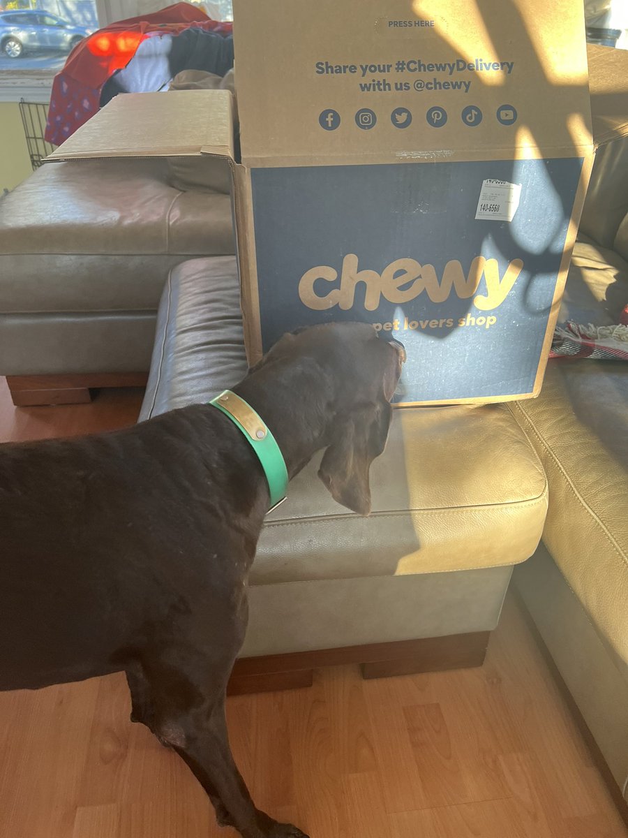 workingmomx2's tweet photo. Maisie the German Shorthair Pointer confirming her @Chewy treats are here #chewy https://t.co/V2S0BBkawq