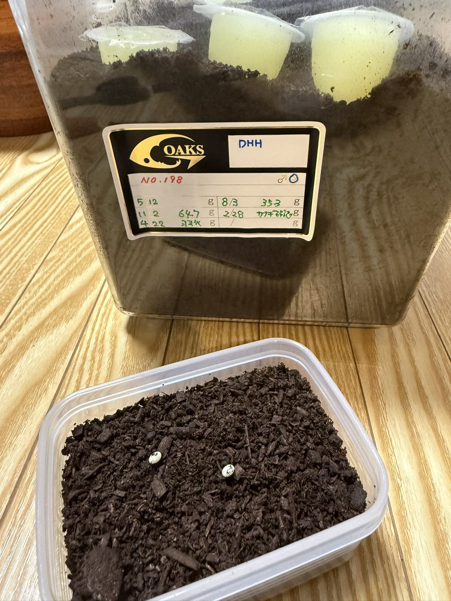 採卵♪採卵♪
極短にかけた♀思ったより産んでた😳
2♂目でもイケるのは凄い！
OAKS♀は数が減ってきたかぁ〜