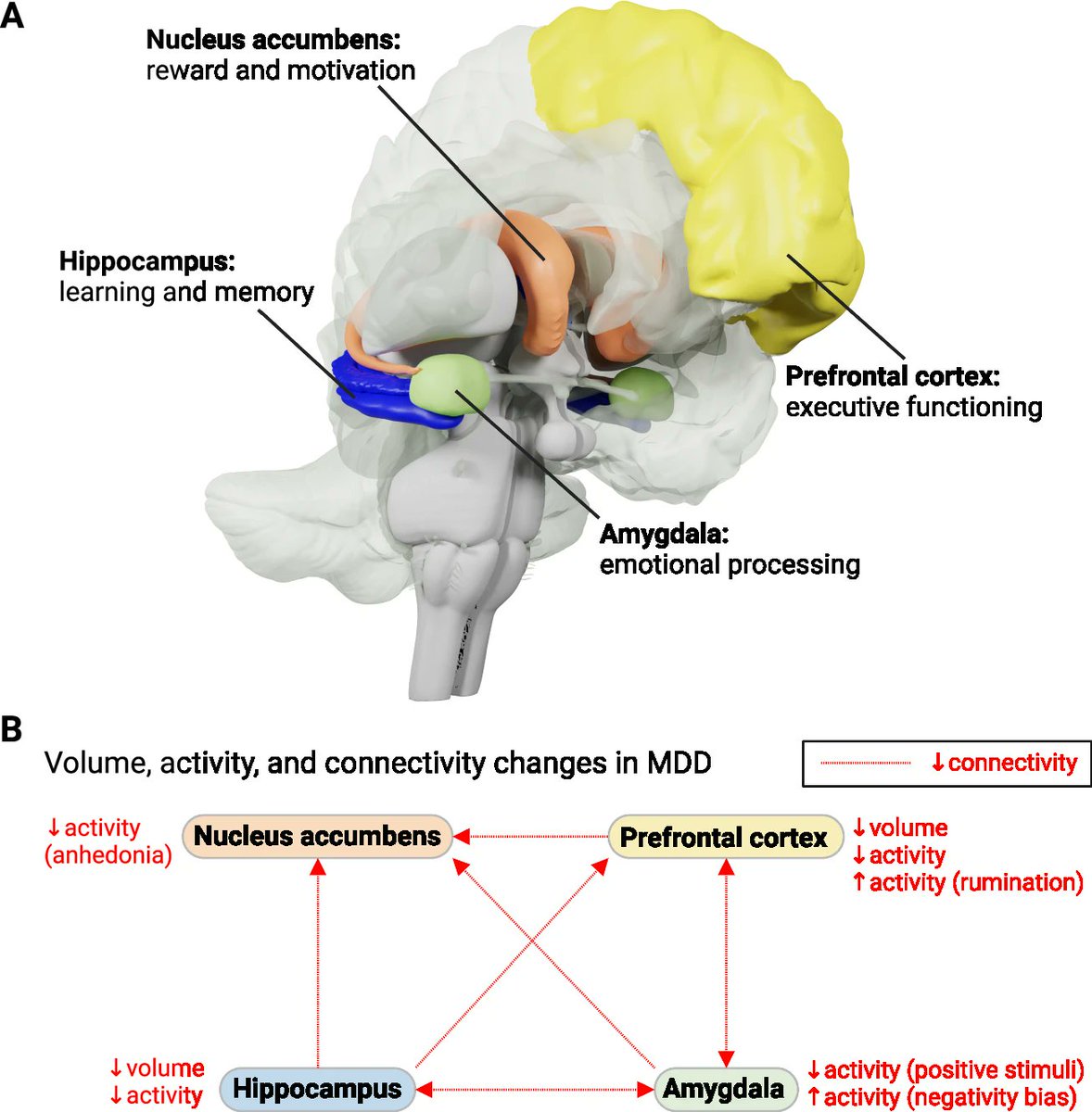 NTFabiano's tweet image. This is the neuroplasticity theory of depression.

Rather than a serotonin deficit, it focuses on restoring connections between brain regions involved in mood &amp;amp; reward.