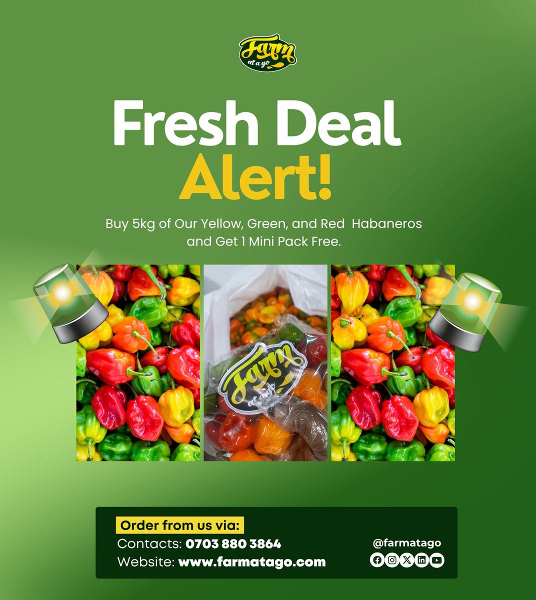 farmatago_'s tweet photo. Fresh Deal Alert ‼️
Buy 5kg of our yellow, green & red habaneros 🌶️ and get 1 mini pack FREE!
💰 ₦6,000/kg | Mini ₦2,000 | Midi ₦3,000
⏳ Offer ends Friday!
📩 DM or call 📞 07038803864 to order.
#Farmatago #FreshDeal #FarmFresh https://t.co/8qt31wjC6Q