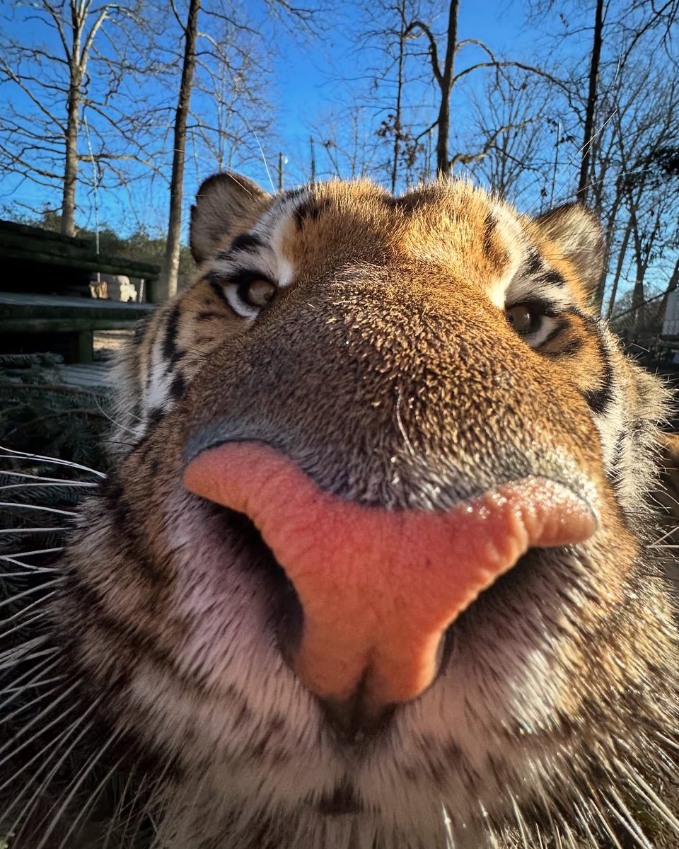 But here’s the smeller