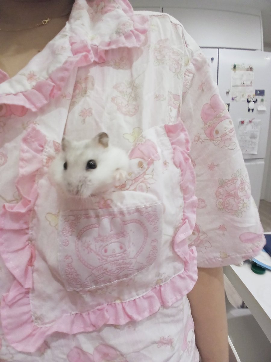 sobakitty's tweet photo. #일상계트친소
햄스터 키우고 마마마 조아해요♡ https://t.co/O7zh8aBI7a