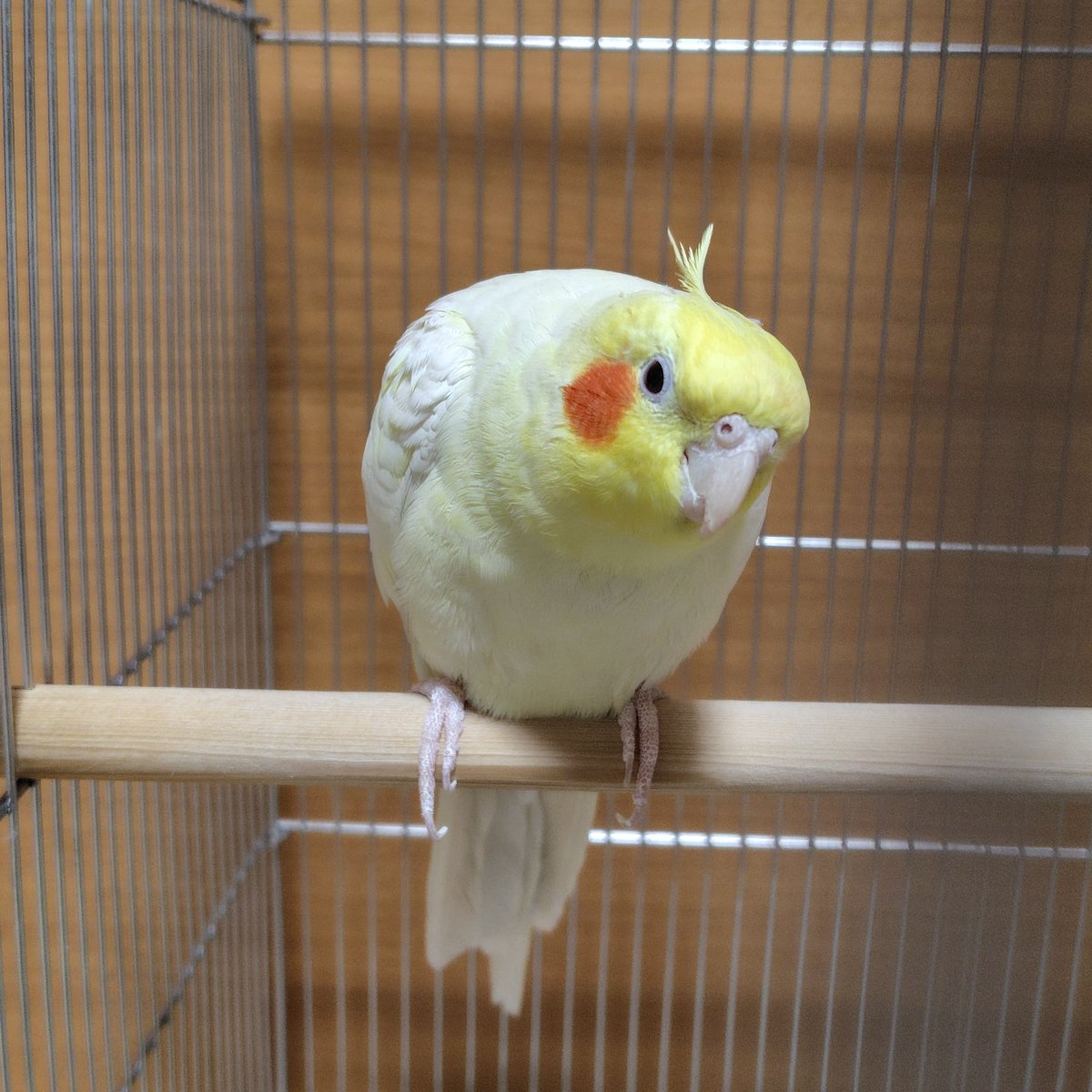 JunoTop77's tweet photo. うちのコです🐥 https://t.co/jXRiMufhKU