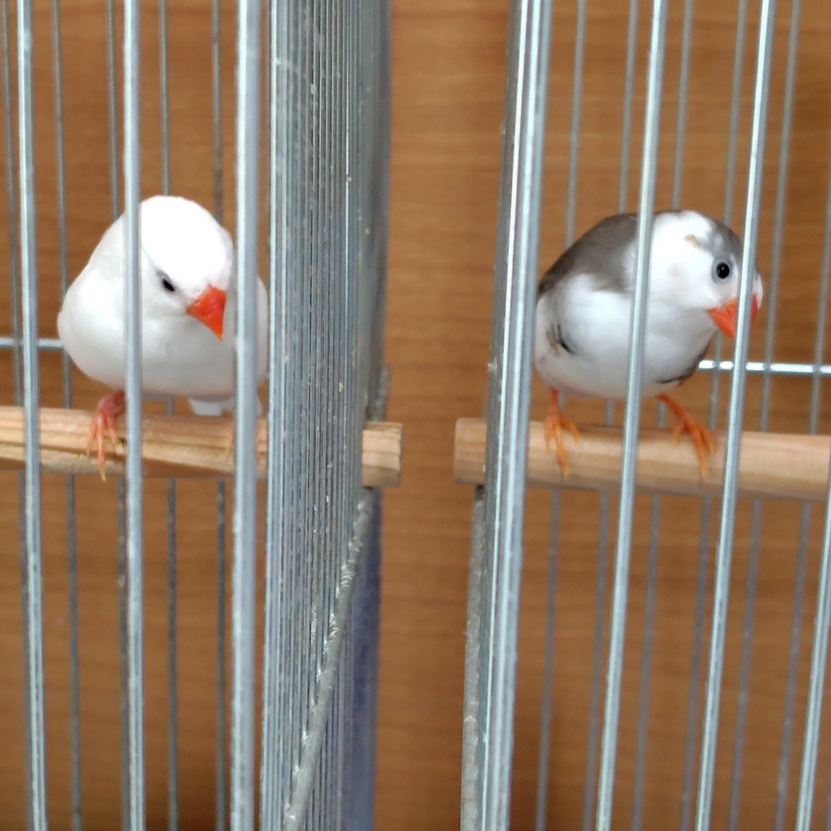 JunoTop77's tweet photo. うちのコです🐥 https://t.co/jXRiMufhKU