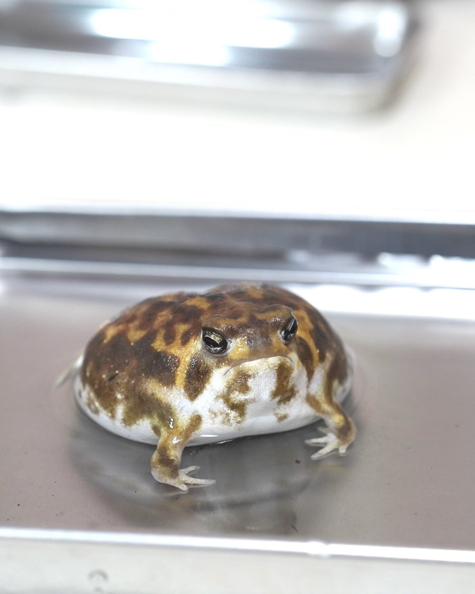 The Simple Life of Rain frogs
アメフクラガエル達のシンプルライフ
 youtu.be/Nj6y2V9Fe2Q?si… <a href="/YouTube/">YouTube</a>より