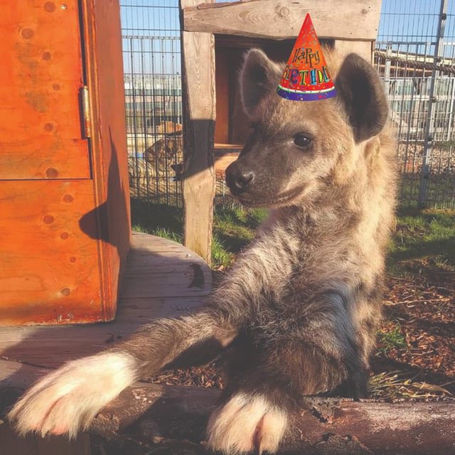 today is my birthday :3333