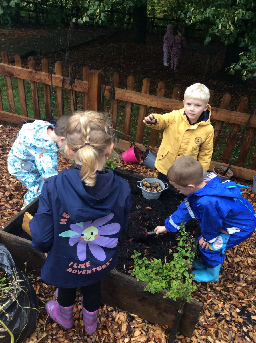 AppleySaintsCE's tweet photo. #ABASYR enjoyed tidying their allotment beds this morning and even got a crop of potatoes and some seeds to plant next year. Very exciting! #ABASSci @WN6_Mums @WigToday @ShevCommunity @FriendsPrimary https://t.co/JhjvzSXPkG