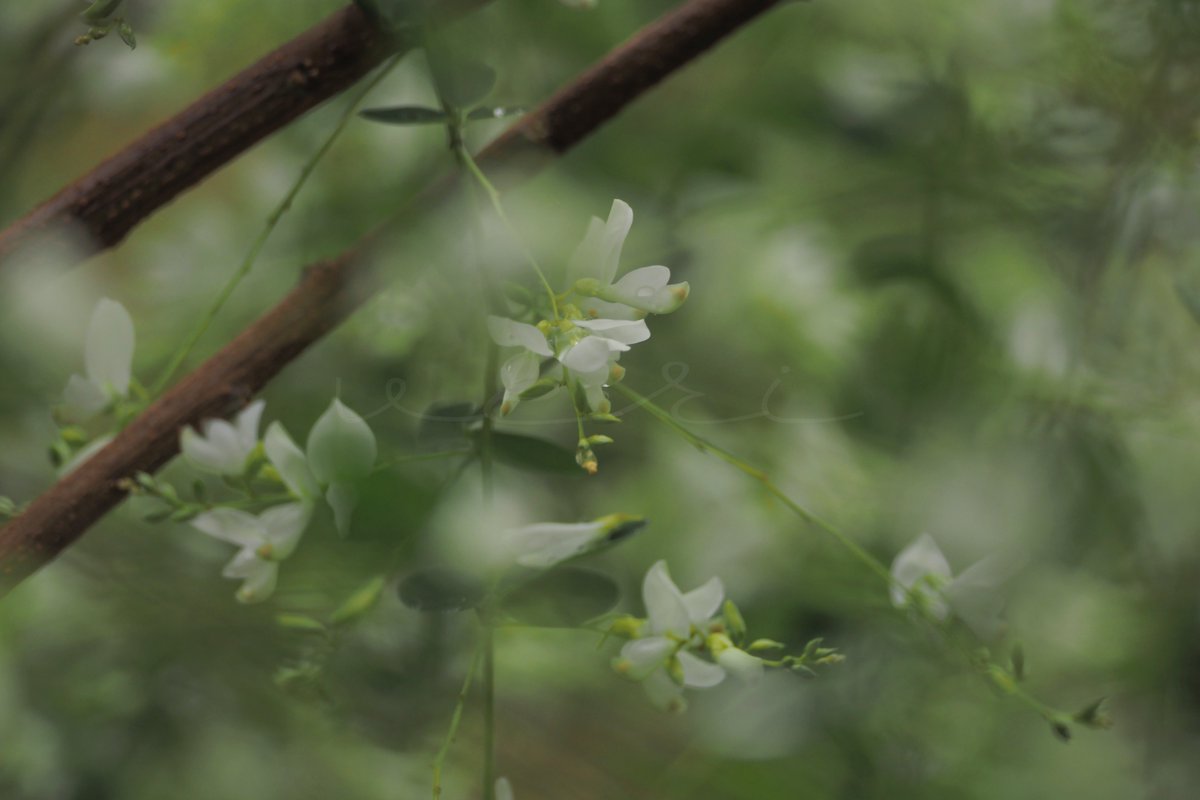 VERISUKE0805's tweet image. In the rain