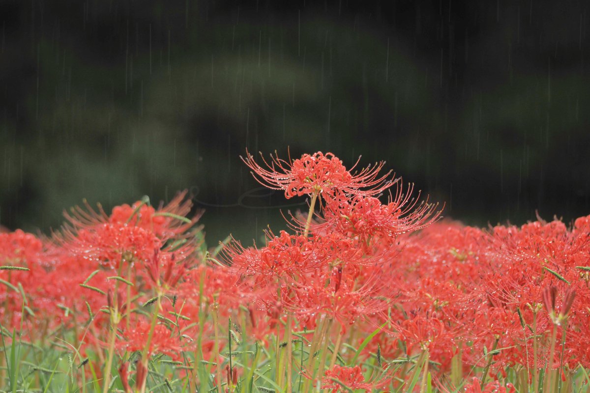 VERISUKE0805's tweet image. In the rain