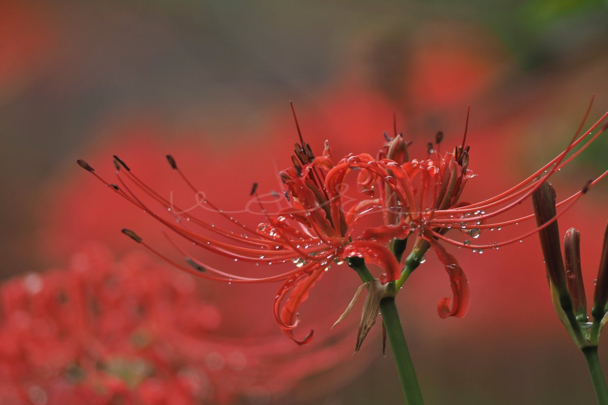 VERISUKE0805's tweet image. In the rain