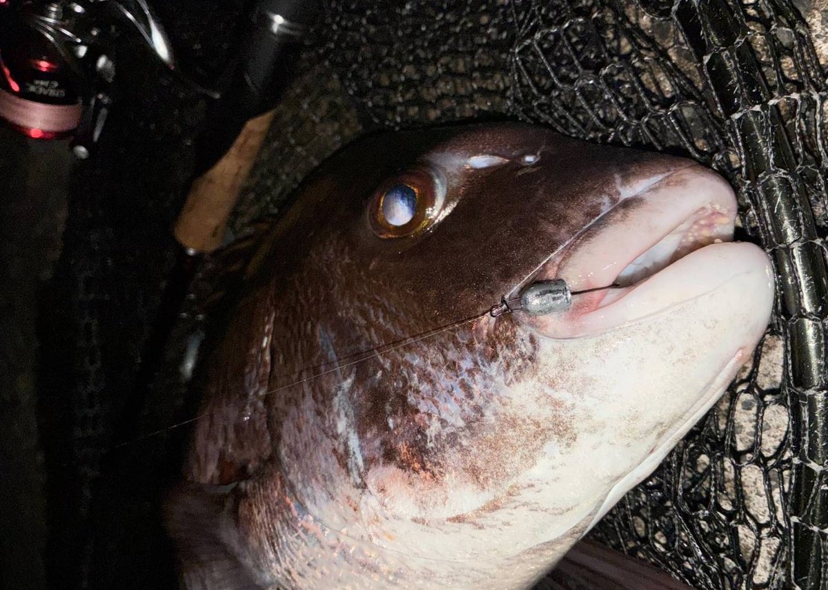 おっしゃ〜！！！ショアマダイ60UP🔥
またまたライトタックルにて勝利！
体高やばくてドラグ止まらんかった😂
めちゃくちゃ良い戦いだった…