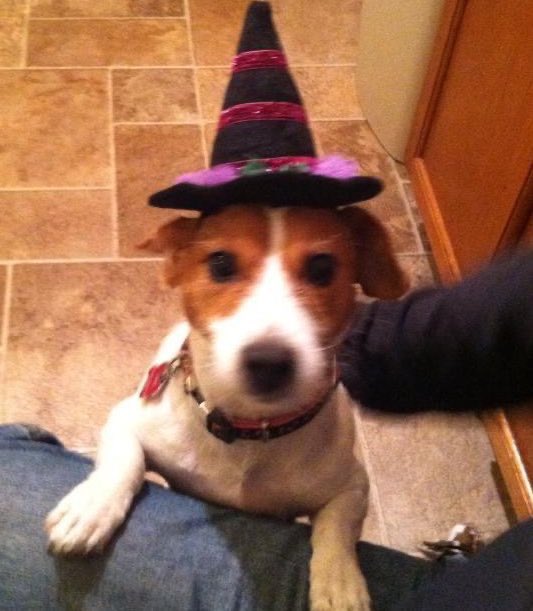 Happy October 1st! 🎃👻. It’s dat spooky ooky witchy time of year! Watch out for da zombies as they like to put out decoys to trick ya! Make it a great day 🐾🧡🖤#October1 #October2025 #bestmonth #dogsofX #ZSHQ #Wednesday feeling esday