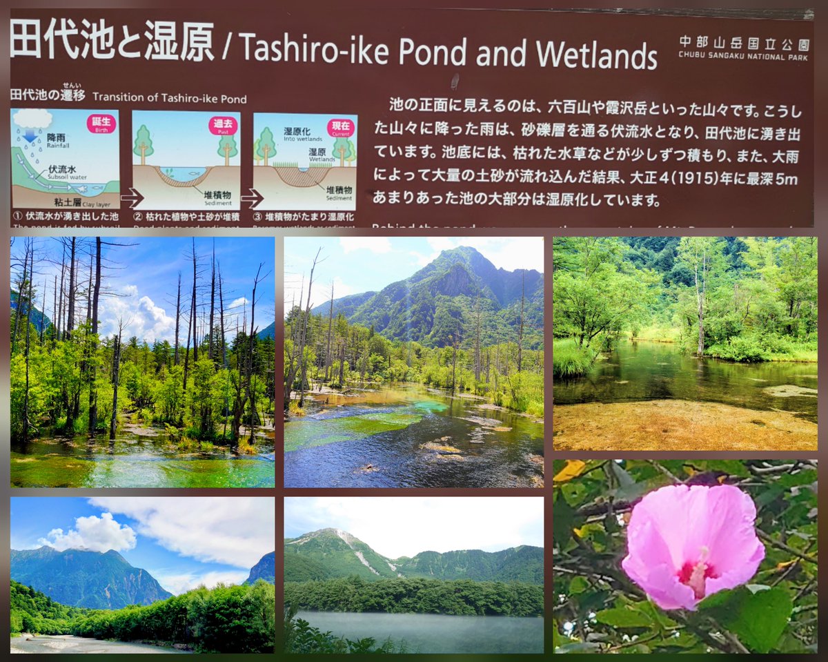 🌺凛 香•｡:°ஐ✧*。(空と陸の間) tweet media