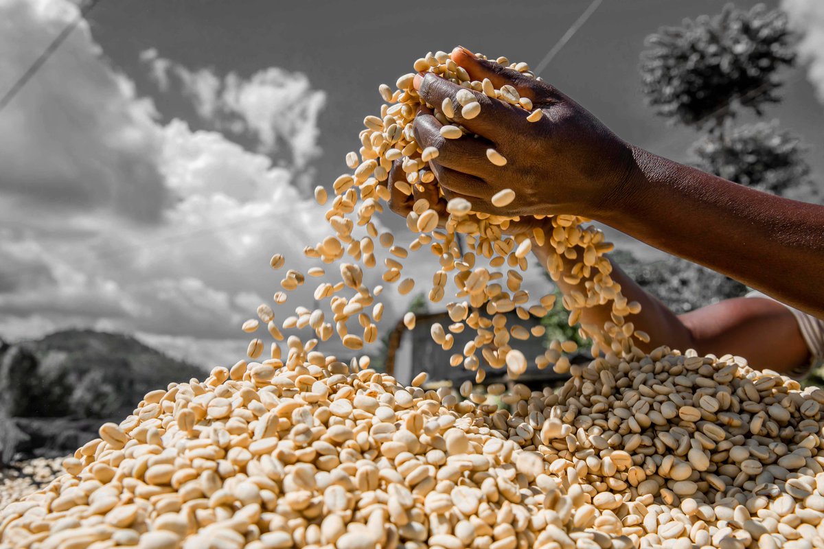 RwandAgriExport's tweet photo. 🚨It’s International Coffee Day!☕

From #Rwanda to the global stage, every bean of our Coffee tells a story of dedication&amp; excellence.

NAEB remains committed to sustaining the sector, ensuring quality, uplifting farmers and expanding market opportunities.

#ASecondSunrise https://t.co/4ClJ2M91sk