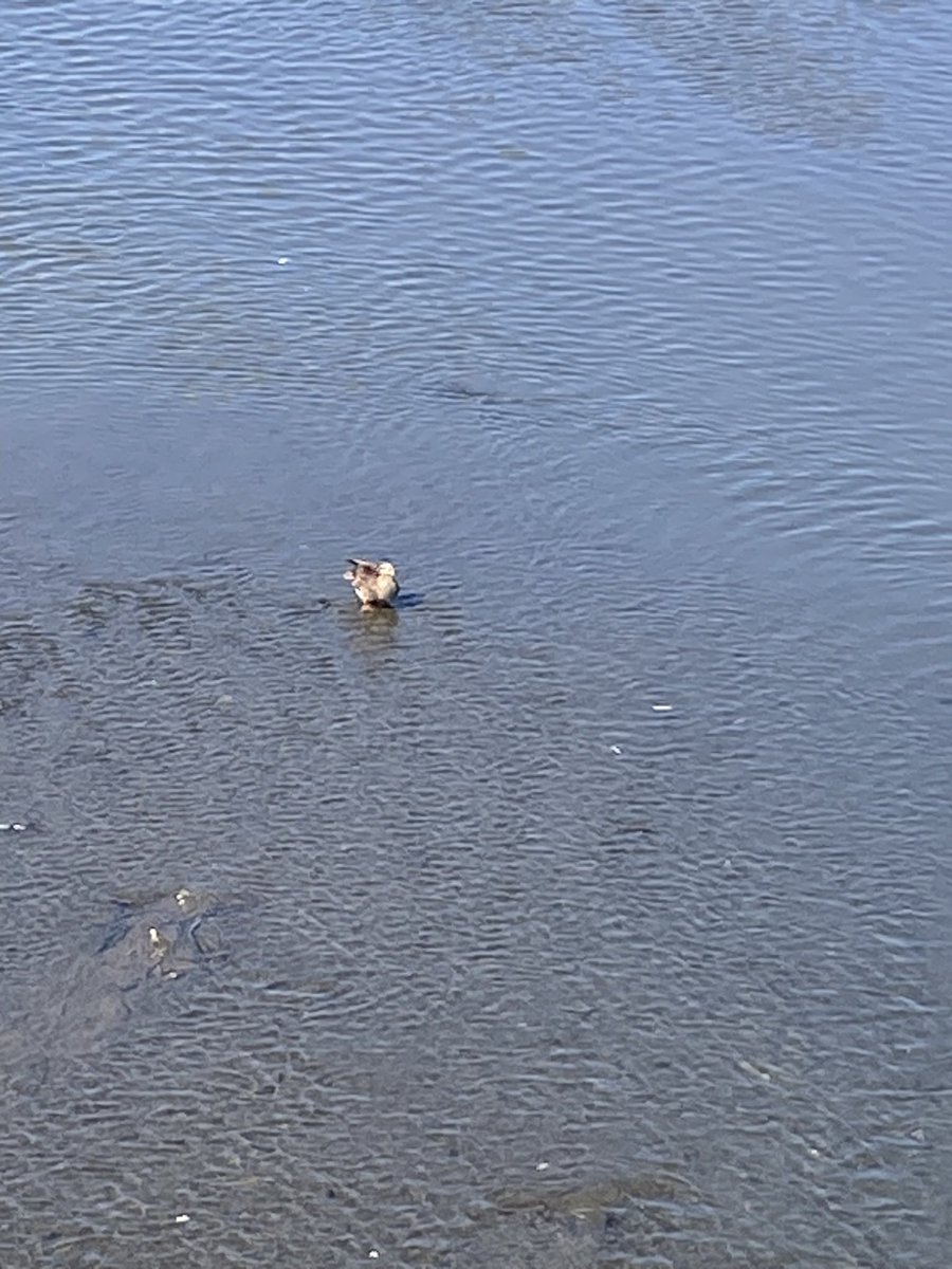 本日は会社帰りに平塚駅から総合公園３周４５分ｊｏｇ。涼しくはあったが、走り終えると💦
湿度が高いですね。