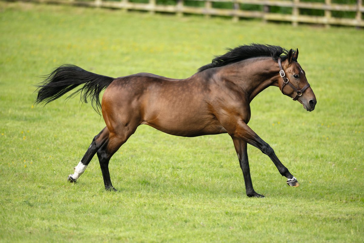 DarleyEurope's tweet photo. 🇮🇪 New top lot at the @Goffs1866 Orby Book 2 Sale 🙌

A #Ghaiyyath filly (lot 554) out of Stakes performer Crystany sells for €72,000 to @Doyle_Racing 

Consigned by @BallygallonStud, her granddam Crystal Music was a winner of the G1 Fillies’ mile and placed in both a G1 Coronation Stakes and G1 Irish 1,000 Guineas 👏